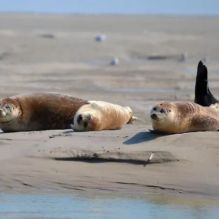 Le Cosy, T1 A 50m De La Mer, Centre *